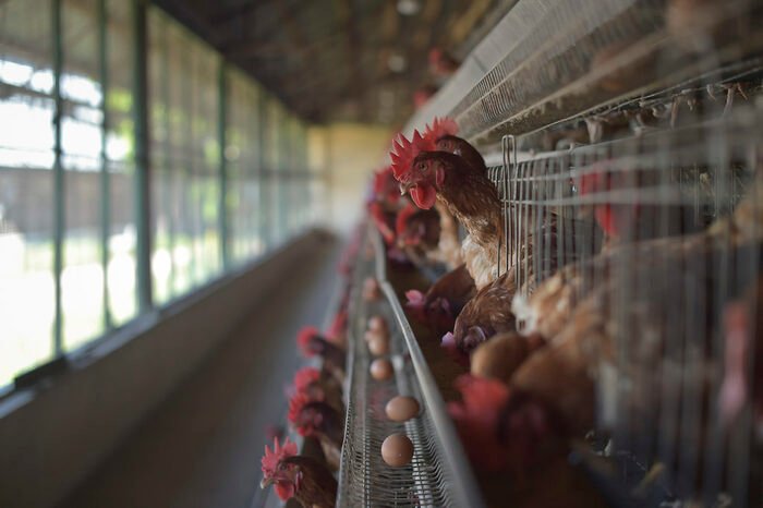 Poultry farm (general laborer)