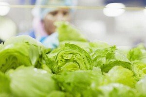 Agricultural enterprise (lettuce gathering and packing)